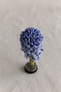 Kaboompics - Blue Hyacinth in Kenzan on Wrinkled Linen with Soft Neutral Tones