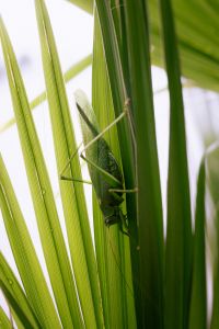 Kaboompics - Partly Hidden Grasshopper Among Green Blades with White Copy Space