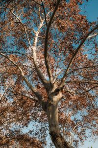 Kaboompics - Autumn Tree Canopy Against Blue Sky