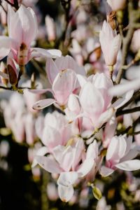 Kaboompics - Close-Up of Pale Pink Magnolia Petals and Flower Centers