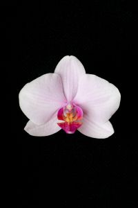 Kaboompics - White Orchid Flower Minimal Isolated On Black Background