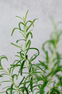Kaboompics - Single Rosemary Sprig in Soft Focus against a Neutral Kitchen Background