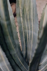 Kaboompics - Vertical Striped Agave Leaves in Soft Focus