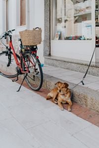 Kaboompics - Dog Resting by a Bicycle Outside a Shop in Calasetta