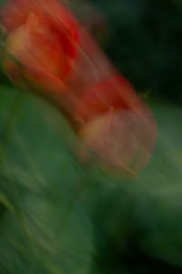Kaboompics - Red Rose Bud Motion Blur Garden Background