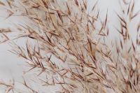 Kaboompics - Close-Up of Brown Pampas Grass and Dried Seed Heads on Cream