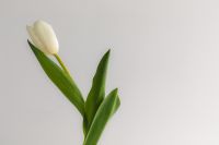 Kaboompics - Close-Up of a White Tulip