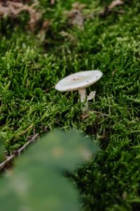 Kaboompics - White Mushroom on Bright Green Moss
