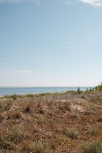 Kaboompics - Coastal Dune Grass with Ocean Horizon