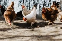 Kaboompics - Farm chicken eating seeds