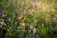Kaboompics - Wildflower Meadow Glowing in Evening Light