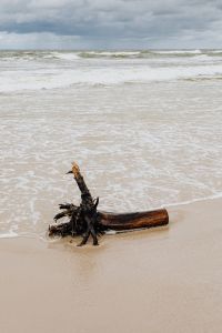 Kaboompics - Driftwood Branch on a Sandy Shore