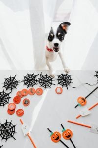 Halloween Party Decorations with Spiderwebs and Pumpkin Props