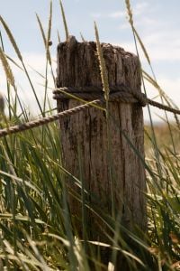 Kaboompics - Weathered Beach Fence Post in Dune Grass