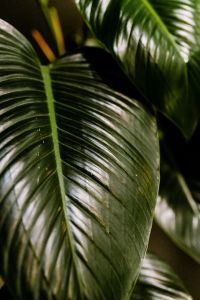 Kaboompics - Philodendron Congo Green