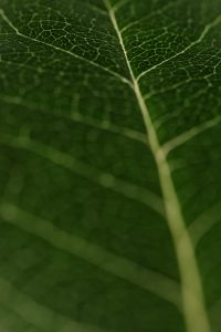 Kaboompics - Leaf Veins Macro Texture Natural Green Background Detail