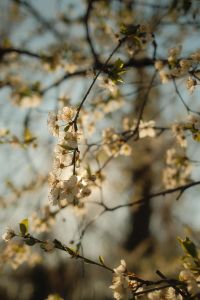 Kaboompics - White Blossom Branch on a Soft Spring Background