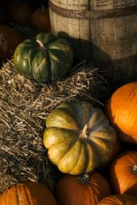 Kaboompics - Green Heirloom Squash on Straw Beside a Wooden Barrel