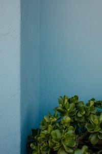 Kaboompics - Potted Green Plant Against Blue Wall