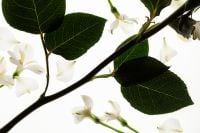 Kaboompics - White Blossoms and Dark Green Leaves on Branches, High-Contrast Botanical Background