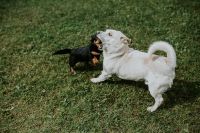 Kaboompics - Dogs playing outside