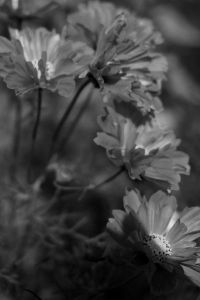 Kaboompics - Black and White Close-Up of Garden Flowers