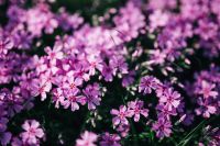 Kaboompics - Pink flowers blooming in spring