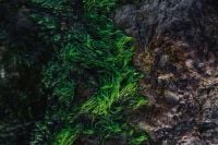 Kaboompics - Seaweed covering a rocky beach