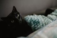 Kaboompics - Black cat