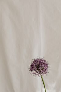 Kaboompics - Soft Flower Styling against White Textile Folds