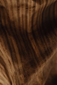 Kaboompics - Backlit Fold of a Dried Banana Leaf