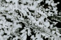 Kaboompics - Close-ups of snowy trees