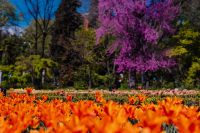 Kaboompics - Orange Tulips Beneath a Blooming Jacaranda Canopy