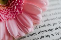 Kaboompics - Macro Pink Gerbera Petals over Printed Pages