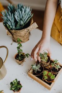Kaboompics - Woman Arranging Small Succulent Plants in a Wooden Tray, Home Gardening