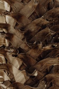 Kaboompics - Close-Up of Rough Palm Trunk Texture