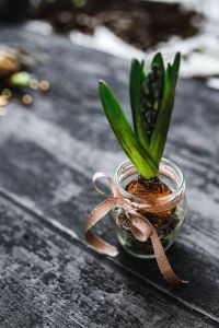 Kaboompics - Woman making a little ornamental seedling in a small jar