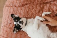 Kaboompics - Small Black-and-White Dog Playing with a Hand on Pink Bedding, Cozy Pet Lifestyle Photo