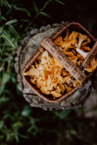 Kaboompics - Wicker Basket Full Of Chanterelle Mushrooms On Tree Stump
