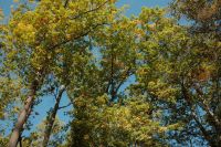 Kaboompics - Green and Yellow Tree Canopy Against a Clear Blue Sky
