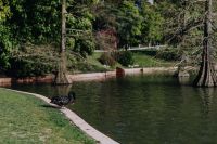 Kaboompics - The black swan