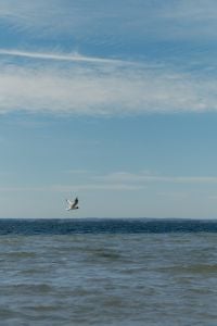 Kaboompics - Seagull Flying Over Baltic Sea Under Blue Sky