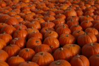 Kaboompics - A Packed Display of Orange Pumpkins