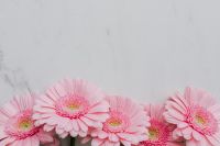 Kaboompics - Pink Gerbera Background