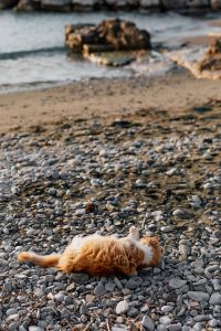 Kaboompics - Ginger Cat Rolling on a Pebble Beach
