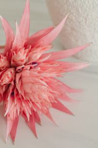 Kaboompics - Close-Up of Striped Bromeliad Foliage