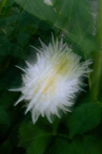 Kaboompics - White Flower Detail with Moody Green Floral Blur