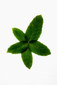 Kaboompics - Mint Leaf Cluster on White Background