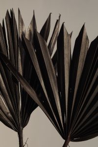 Kaboompics - Overlapping Dried Palm Fans Against a Warm Gray Background, Botanical Texture Close-Up
