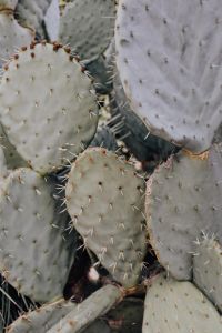Kaboompics - Cluster of Pale Prickly Pear Pads with Fine Spines